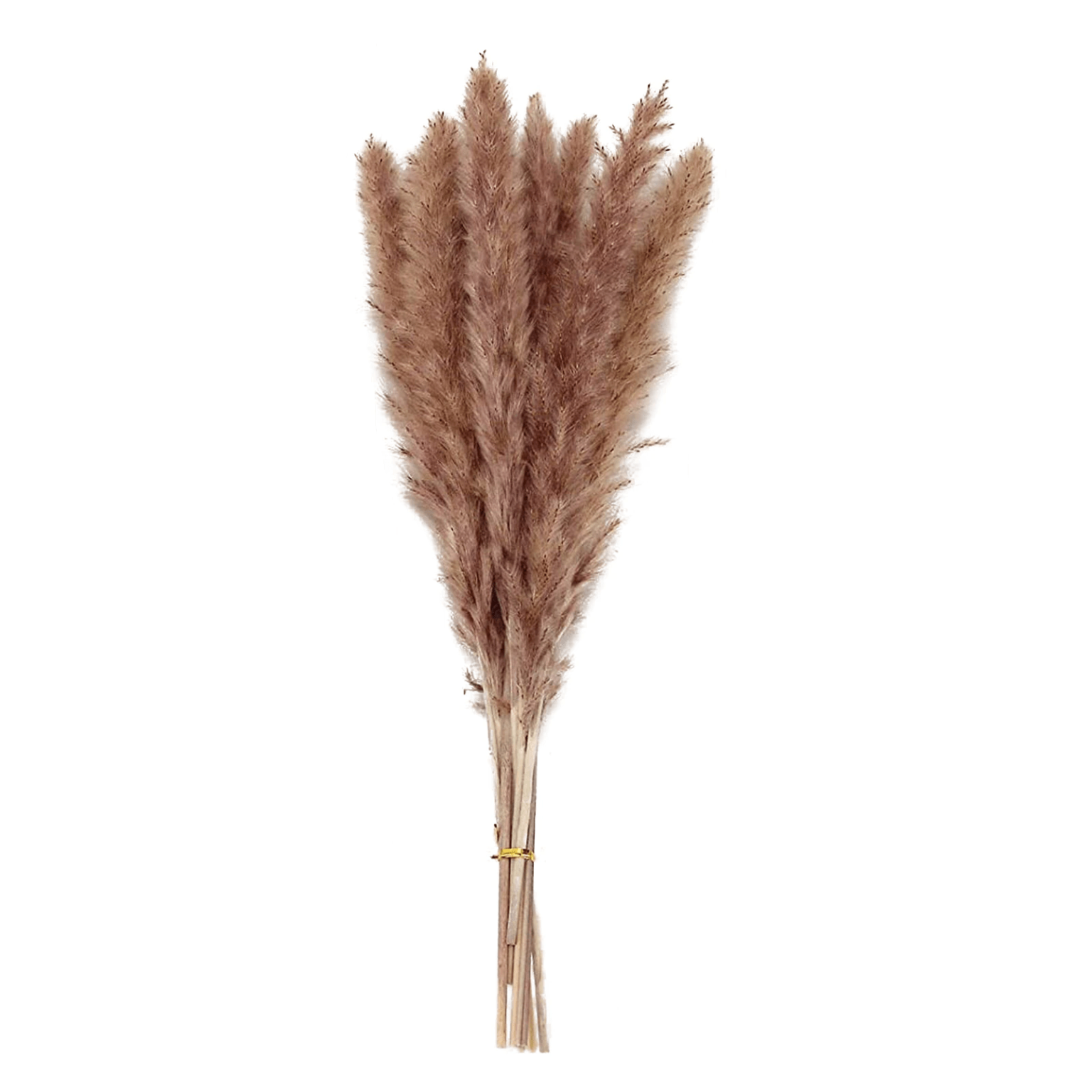 10 Fleurs De Pampa Artificielles Haut De Gamme - 47-49 Cm, Couleurs Naturelles (beige, Jaune, Brun)