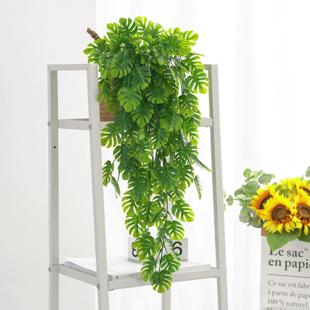 Plantes tombantes