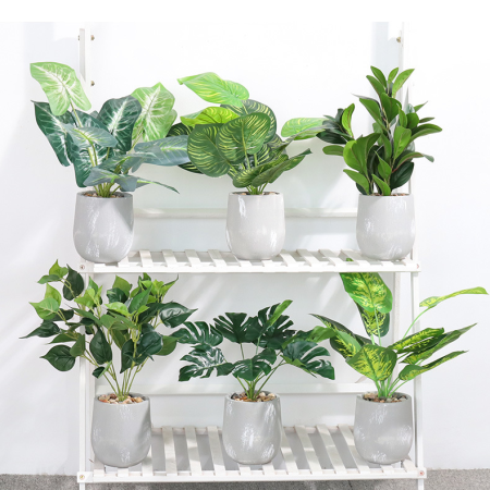 Plantes en pot