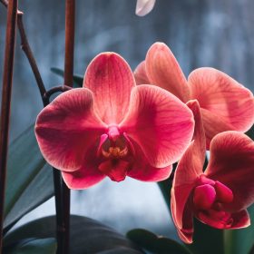 Comment nettoyer une orchidée artificielle ?