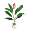 Plante-artificielle-Spathiphyllum