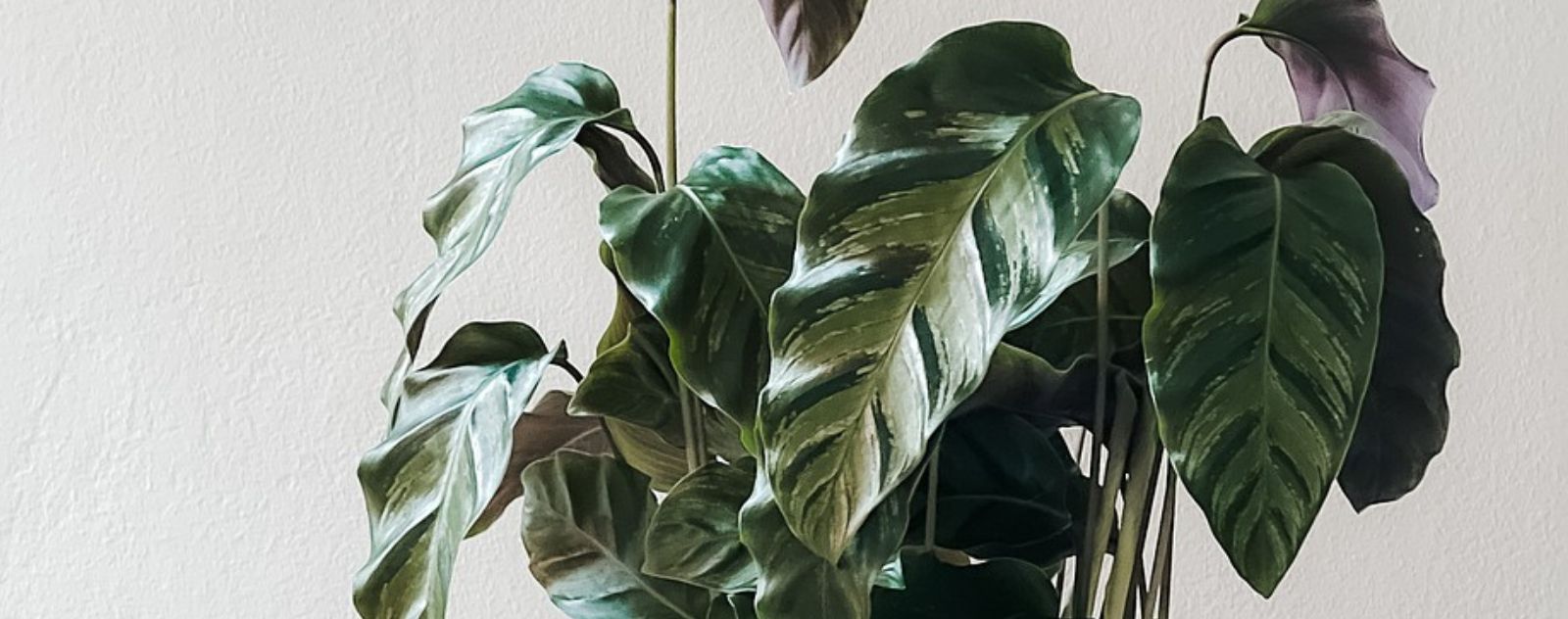 Plante artificielle verte au feuillage panaché devant un mur clair
